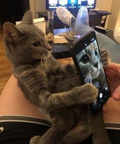 a person holding a cell phone with a cat on it's back and the image of a cat being held up