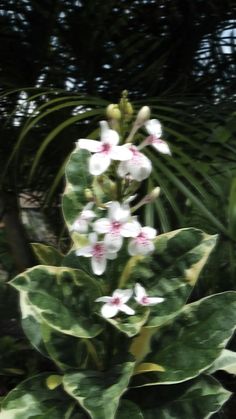 some white and pink flowers are in the middle of green leaves