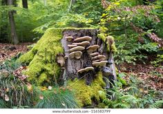 mushrooms growing on a tree stump in the forest