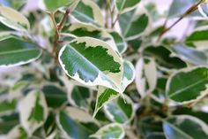 a green leaf with white spots on it