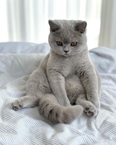 a gray cat sitting on top of a bed