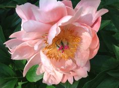 a pink flower with yellow stamen in the center and green leaves around it's edges