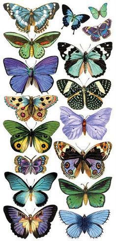 a group of butterflies with different colors and sizes on the wings, including blue, green,