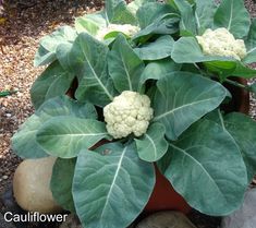 there is a potted plant with green leaves and cauliflower on the top