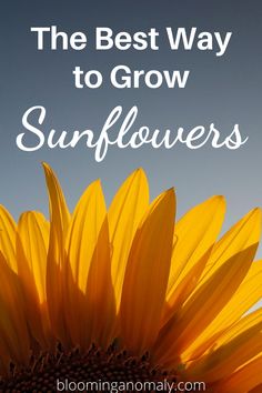 the best way to grow sunflowers