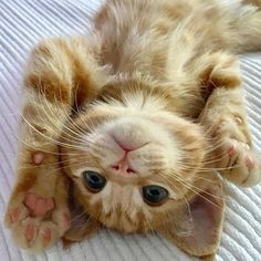 an orange and white kitten laying on its back with it's paws spread out