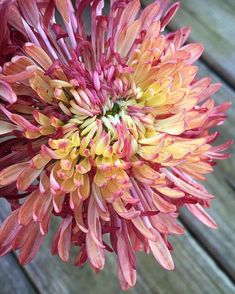 a close up view of a pink and yellow flower on a wooden decking area