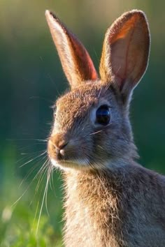 a close up of a rabbit in the grass with it's ears folded back