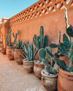 several cactus plants are lined up against a wall on a brick patio in front of an adobe - style building