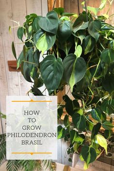 a potted plant with the words how to grow philoderon brasil