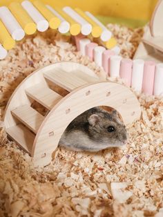 a small rodent in a wooden structure surrounded by wood shavings and tubes