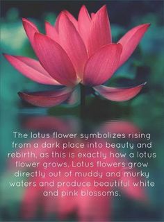 the lotus flower symbolizes rising from a dark place into beauty and rebirth, as this is exactly how a lotus grows