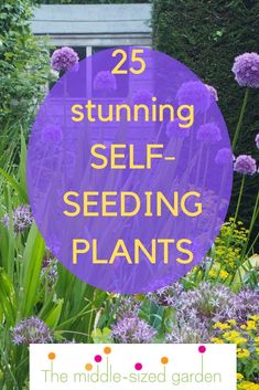 purple flowers with the words 25 stunning self - seeding plants in front of them