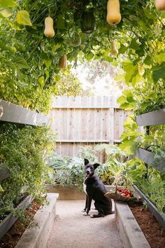 a black dog sitting in the middle of a garden