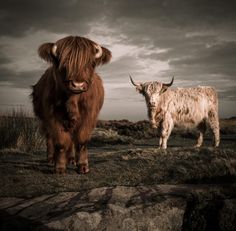 two brown cows standing next to each other on top of a grass covered field under a cloudy sky