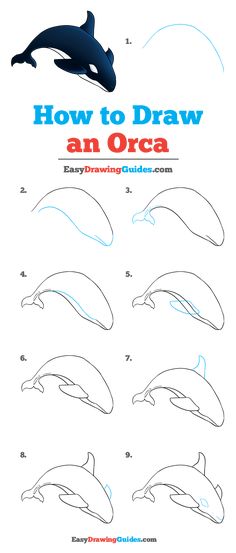 how to draw an orca dolphin step by step instructions for kids and beginners