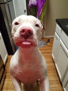 a white dog sitting on top of a wooden floor next to a refrigerator freezer