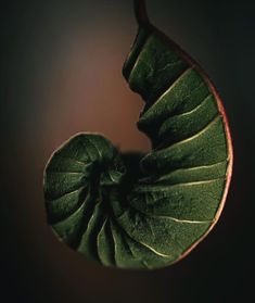 a green leaf is hanging upside down