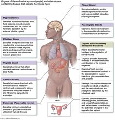 the human body and its major organs are labeled in this diagram, with labels on each side