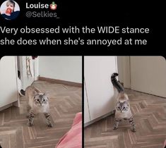 a cat standing on top of a wooden floor next to a wall