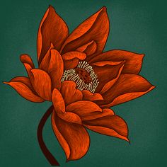 an orange flower on a green background