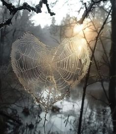 a spider web hanging from a tree branch in front of some water and trees with the sun shining through it