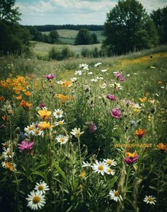 a field full of wildflowers and other flowers