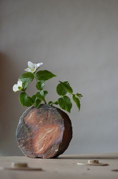 a small plant in a rock vase with leaves and flowers growing out of the top