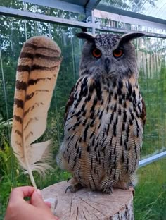 an owl sitting on top of a tree stump next to a feather