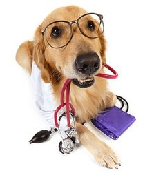 a dog wearing glasses and a stethoscope