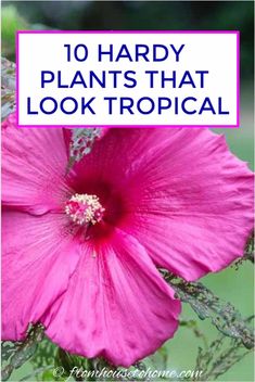 a pink flower with the words 10 handy plants that look tropical on it's side