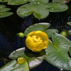 a yellow flower sitting on top of lily pads