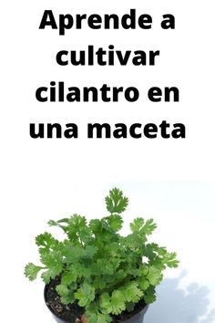 a plant in a pot with the words, apprene a cultivar clantro en una maceta