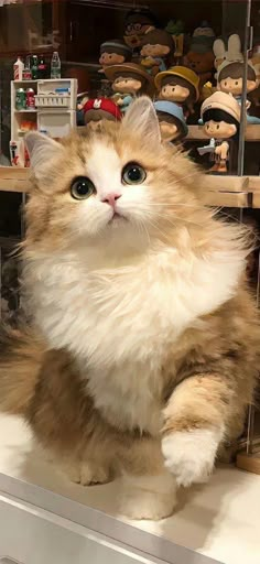 an orange and white cat sitting on top of a counter next to stuffed animals in a store