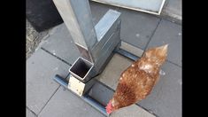 a brown chicken standing next to a metal pole on top of a cement ground near a trash can