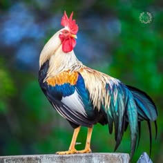 a colorful rooster standing on top of a cement block