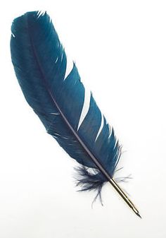 a single blue feather on a white background