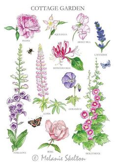 an illustration of various flowers and plants with the words cottage garden written in english on it