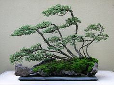 a bonsai tree is displayed on top of a rock