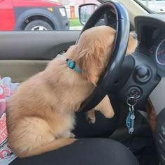 a dog sitting in the driver's seat of a car with his head on the steering wheel