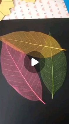 a close up of a leaf on a table