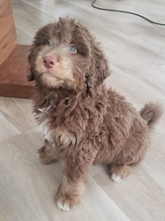 a brown dog sitting on top of a hard wood floor