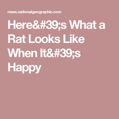 the words here and 39s what a rat looks like when it's happy