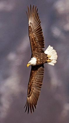 an eagle flying through the air with its wings spread