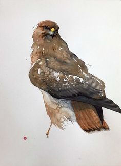 a watercolor painting of a brown and white bird