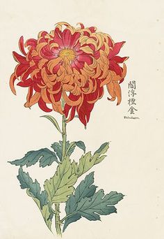 an orange flower with green leaves and chinese writing on the backgrounnds