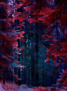 the trees are red and green in the forest with snow on the ground at night