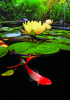 a pond filled with lots of water lilies and yellow flowers next to green leaves