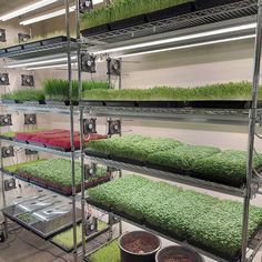 several shelves filled with plants and potted plants in the middle of each shelf,