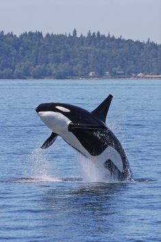 an orca jumping out of the water